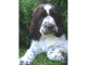 Anglický špringeršpaniel - šteniatko z CHS Springer Spaniel-Just another WordPress site